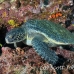turtle_sea_green_gor_h_0179_ecu1688.jpg